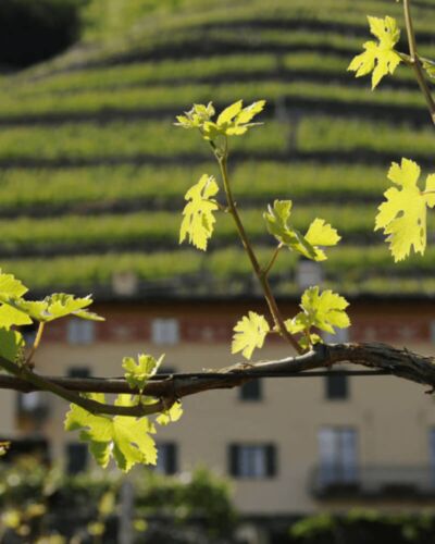 Picnic in Vigna